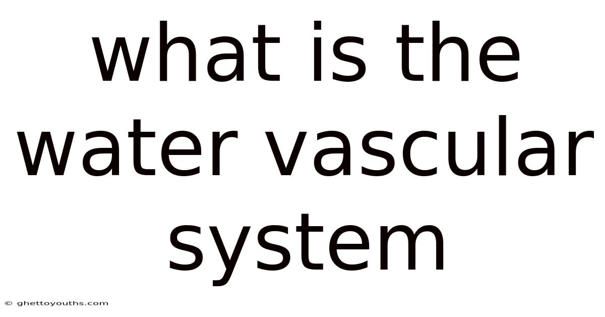 What Is The Water Vascular System