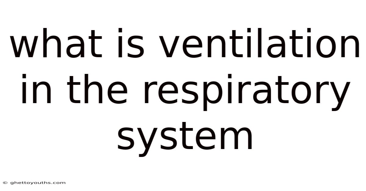 What Is Ventilation In The Respiratory System