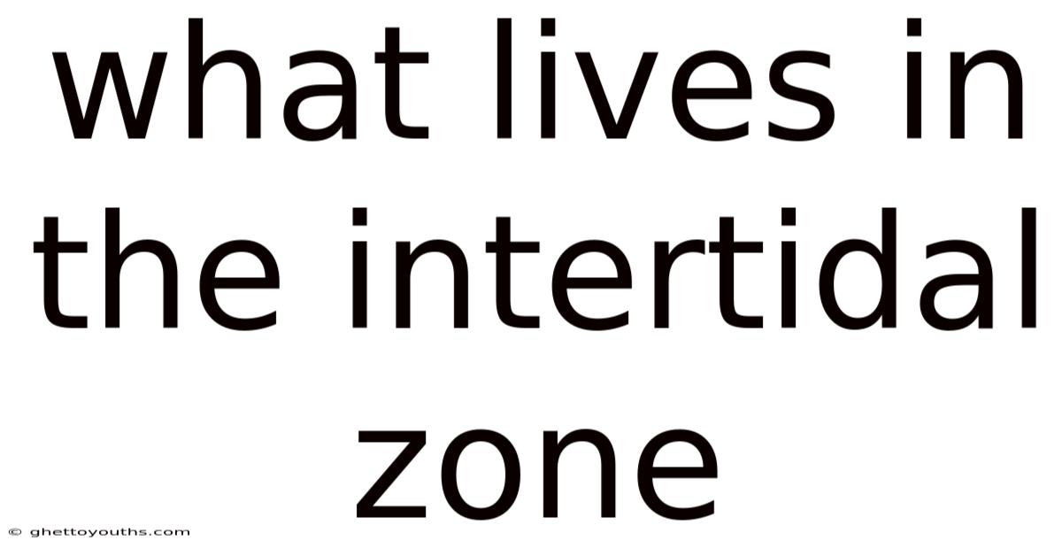 What Lives In The Intertidal Zone
