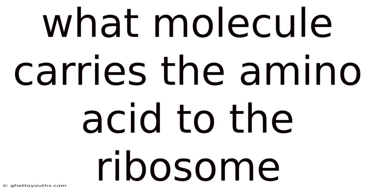 What Molecule Carries The Amino Acid To The Ribosome