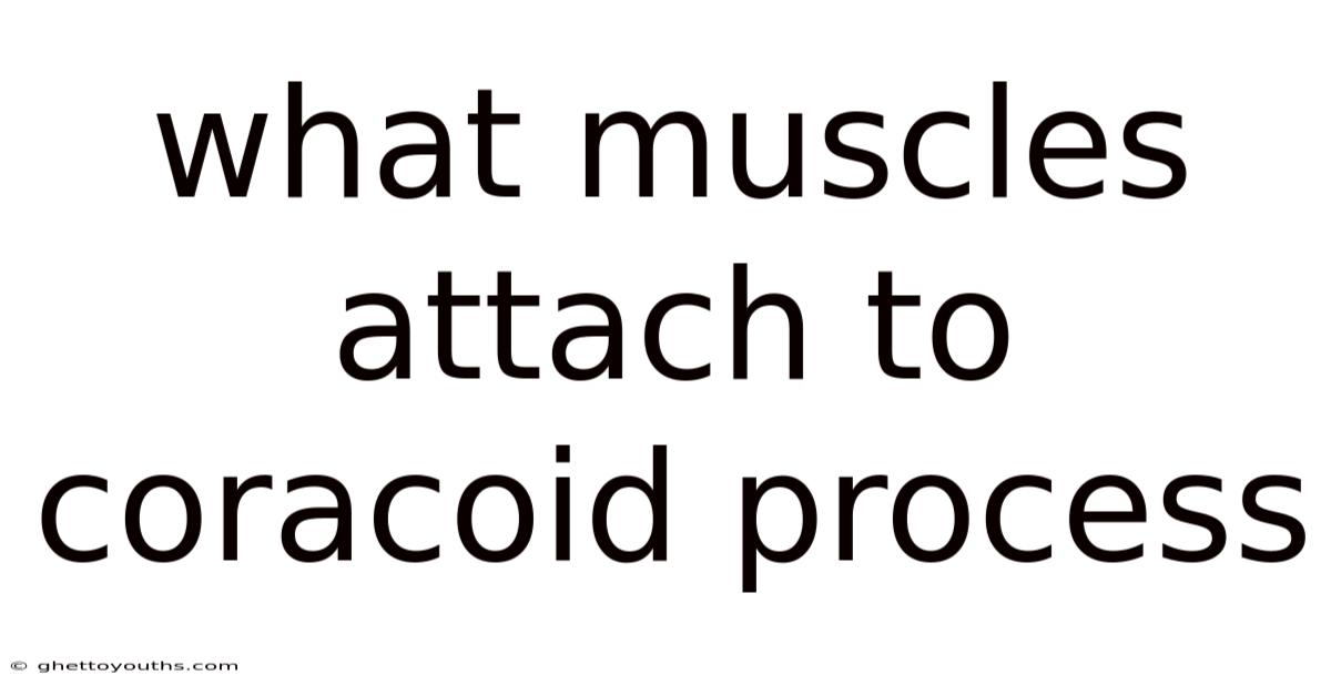 What Muscles Attach To Coracoid Process