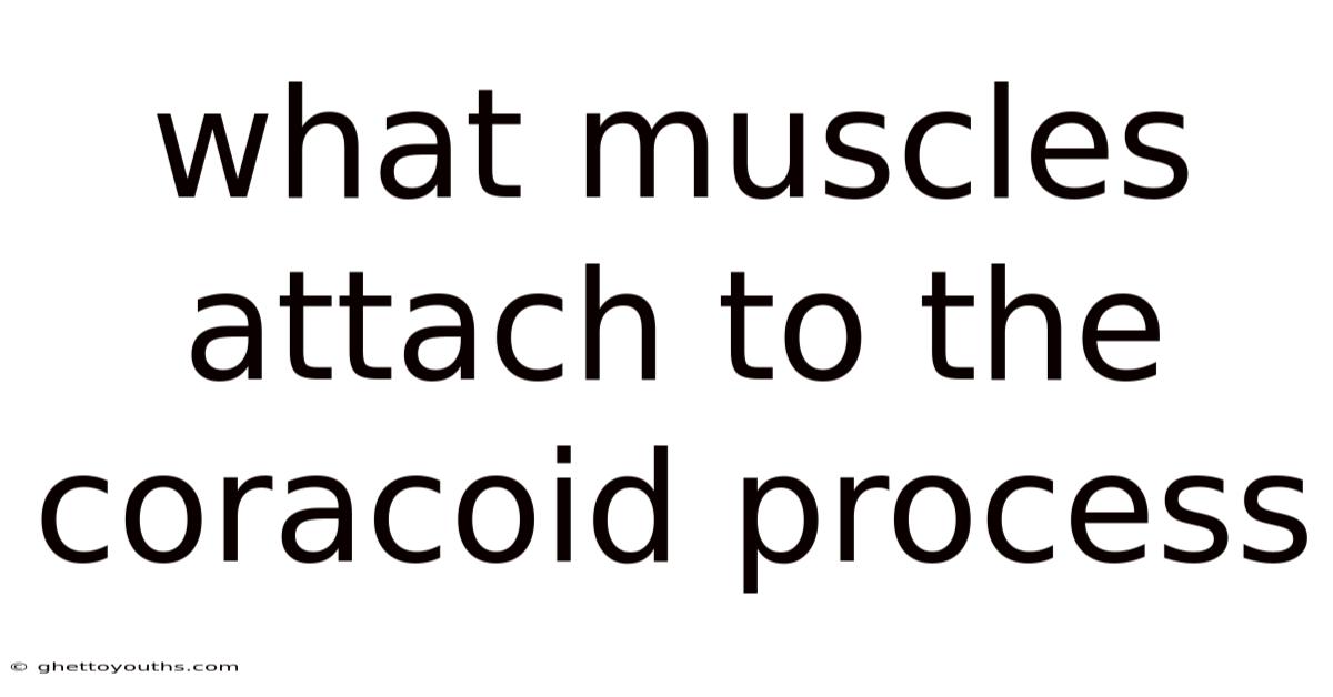 What Muscles Attach To The Coracoid Process