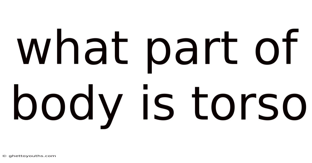 What Part Of Body Is Torso