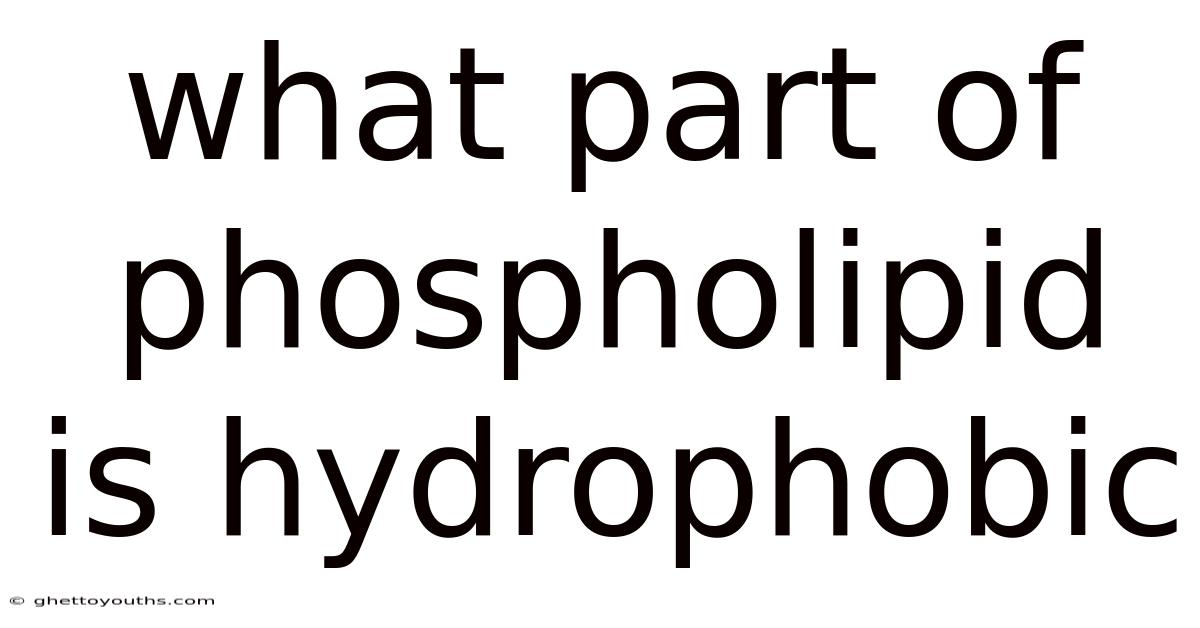 What Part Of Phospholipid Is Hydrophobic