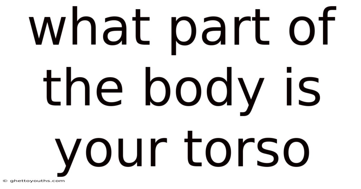 What Part Of The Body Is Your Torso
