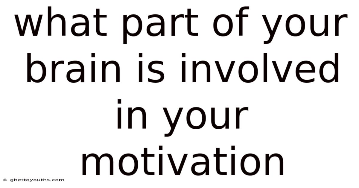What Part Of Your Brain Is Involved In Your Motivation