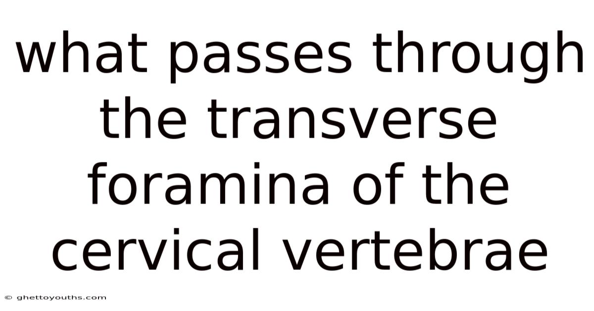 What Passes Through The Transverse Foramina Of The Cervical Vertebrae