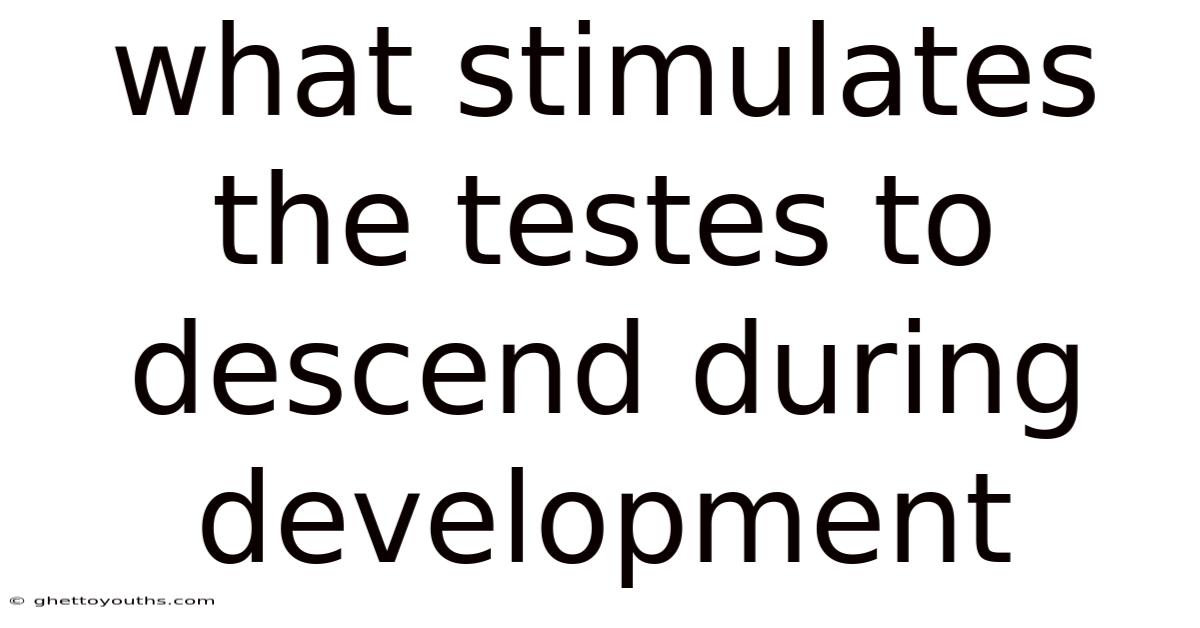 What Stimulates The Testes To Descend During Development