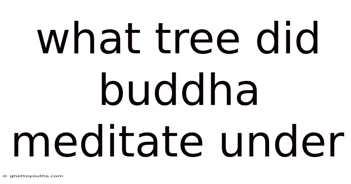 What Tree Did Buddha Meditate Under