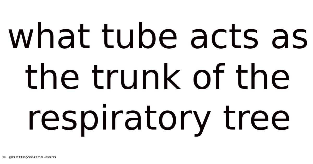 What Tube Acts As The Trunk Of The Respiratory Tree