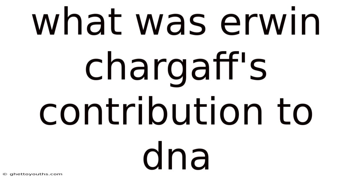 What Was Erwin Chargaff's Contribution To Dna