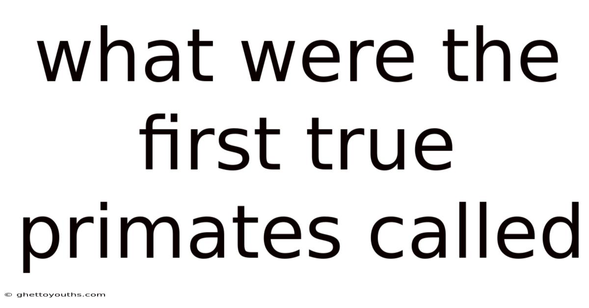 What Were The First True Primates Called