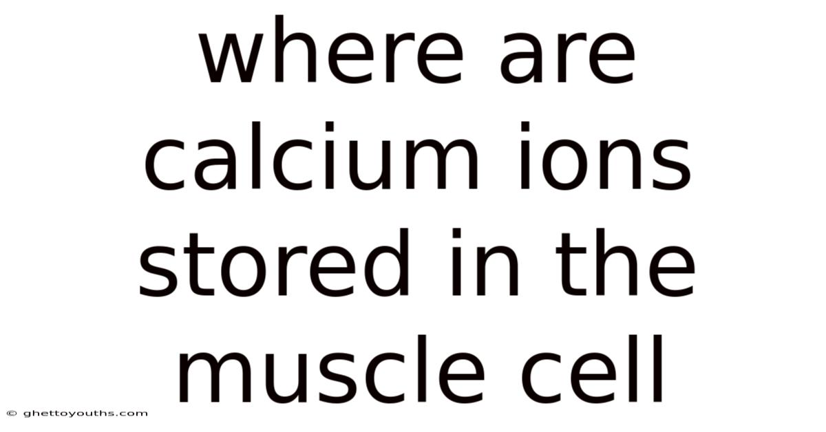 Where Are Calcium Ions Stored In The Muscle Cell