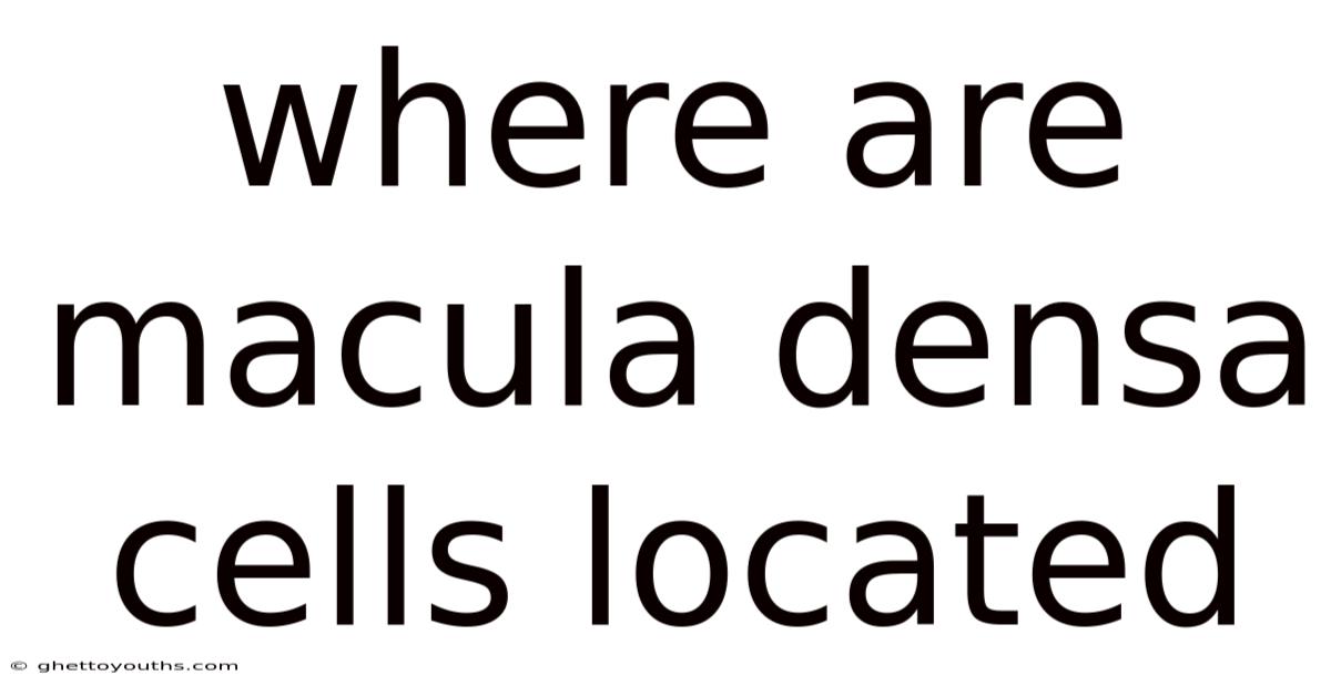 Where Are Macula Densa Cells Located