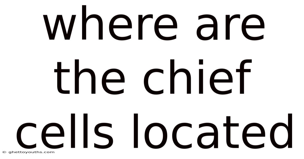 Where Are The Chief Cells Located