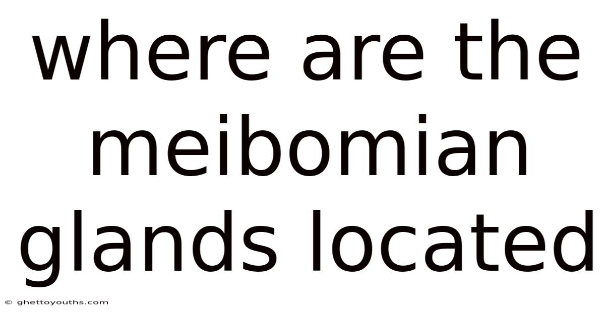Where Are The Meibomian Glands Located