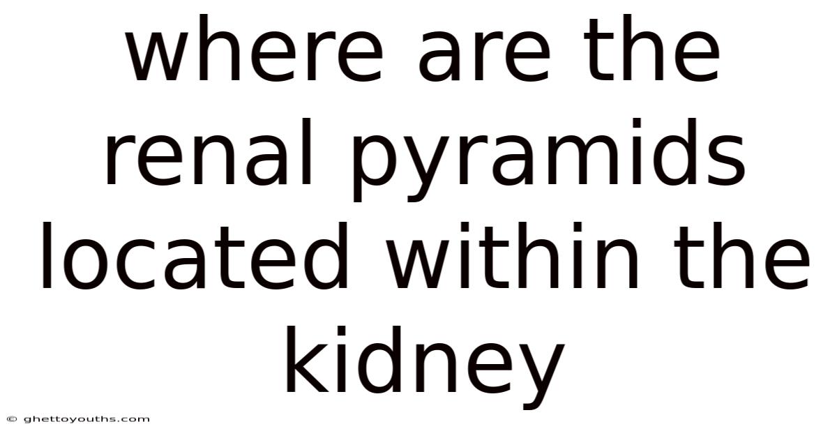 Where Are The Renal Pyramids Located Within The Kidney