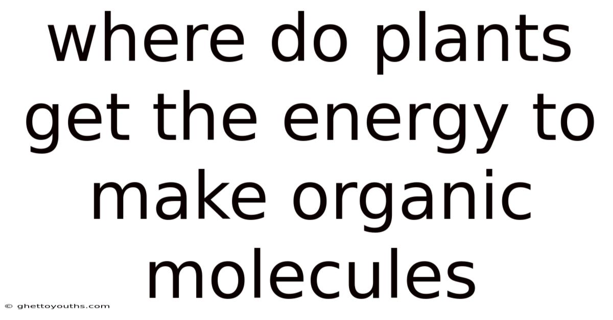 Where Do Plants Get The Energy To Make Organic Molecules