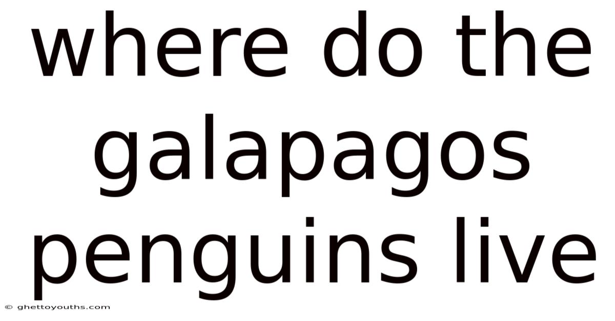 Where Do The Galapagos Penguins Live