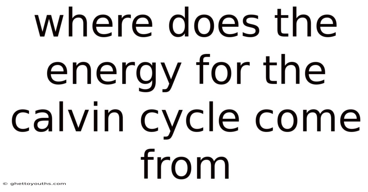 Where Does The Energy For The Calvin Cycle Come From