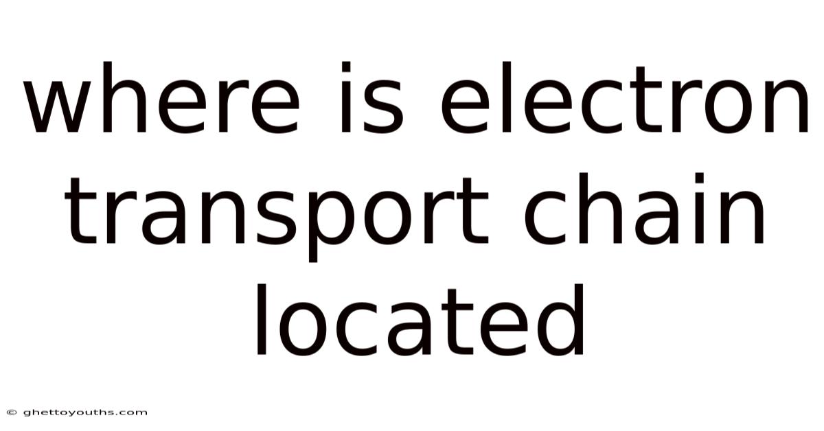 Where Is Electron Transport Chain Located