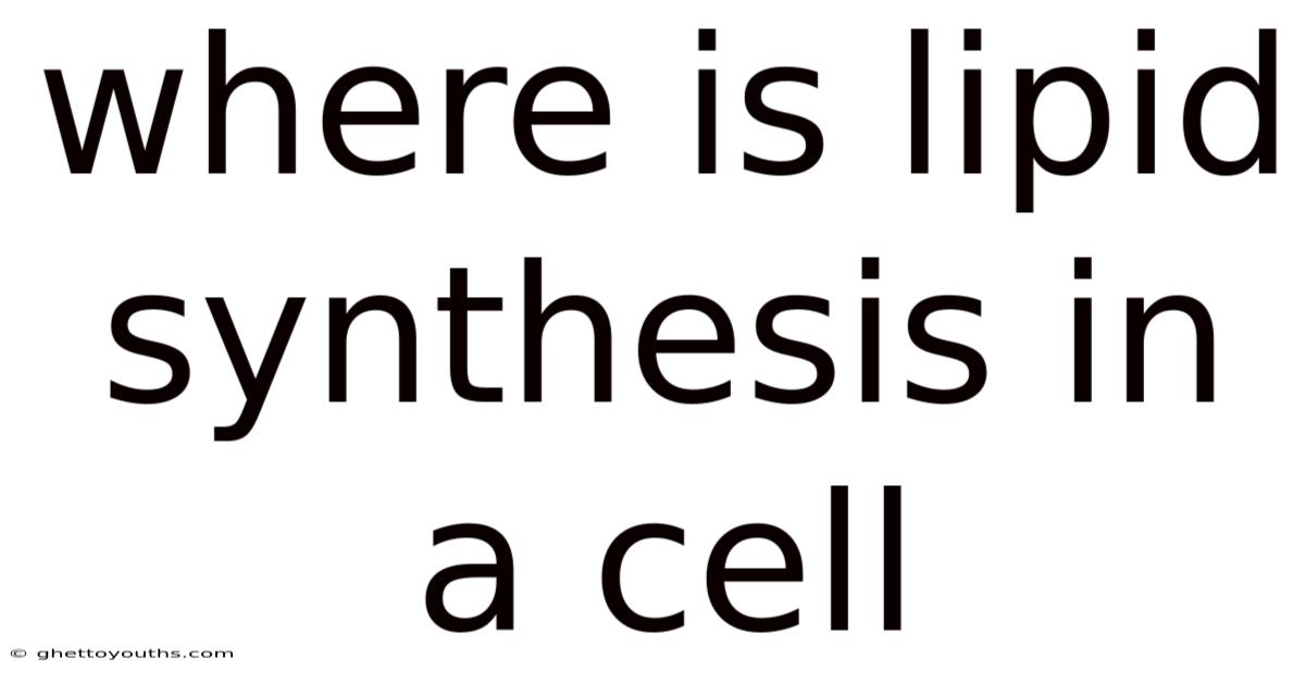 Where Is Lipid Synthesis In A Cell
