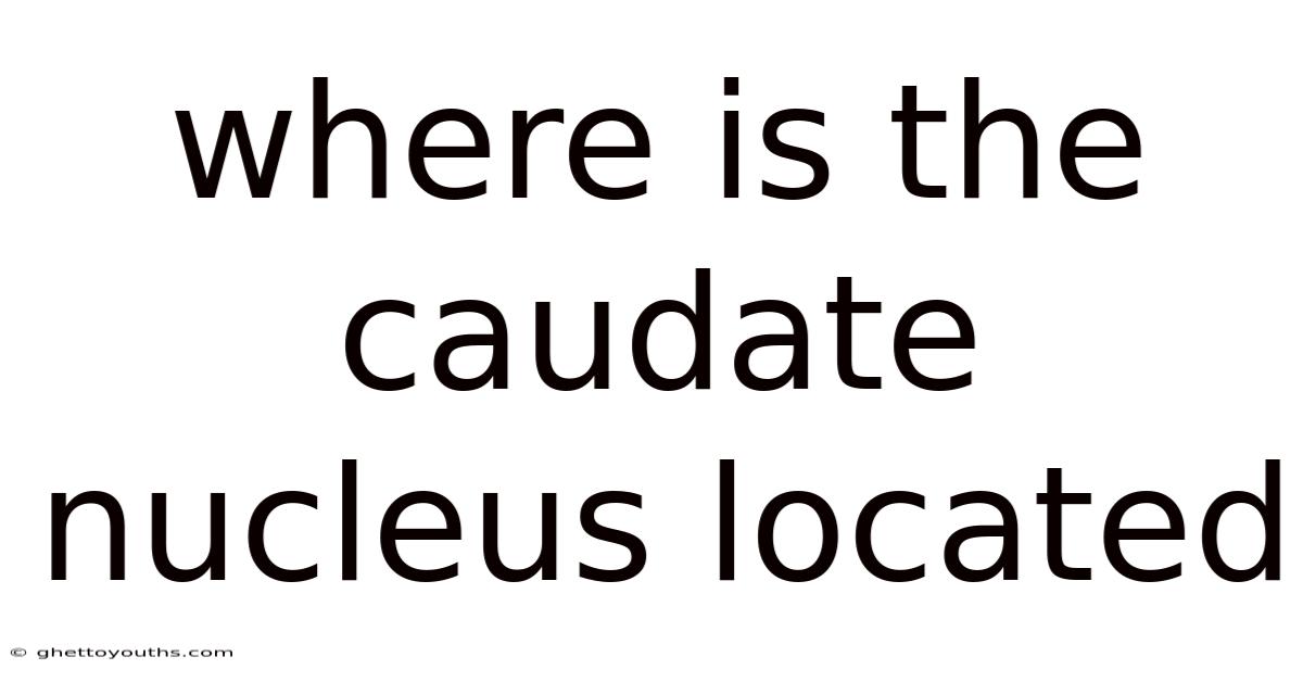 Where Is The Caudate Nucleus Located