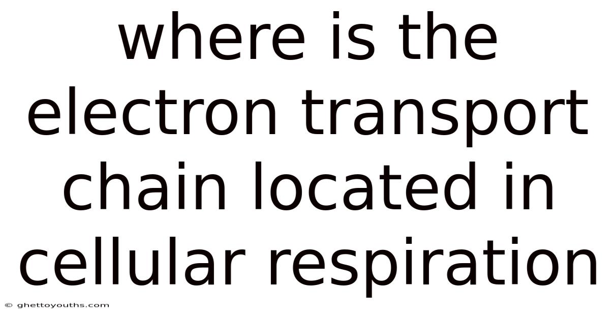 Where Is The Electron Transport Chain Located In Cellular Respiration