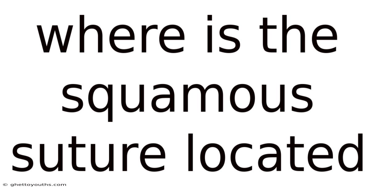 Where Is The Squamous Suture Located