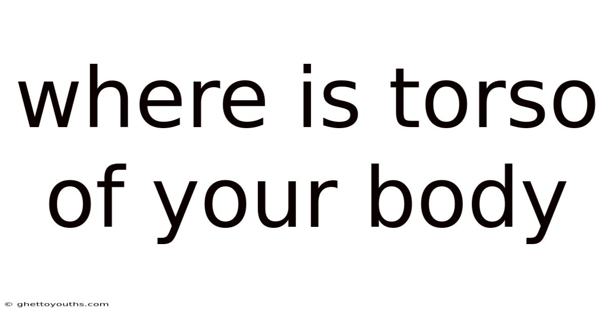 Where Is Torso Of Your Body