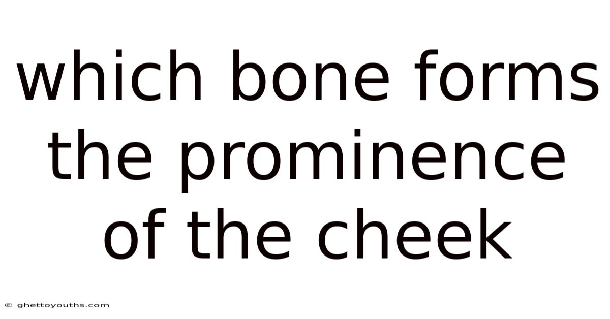 Which Bone Forms The Prominence Of The Cheek