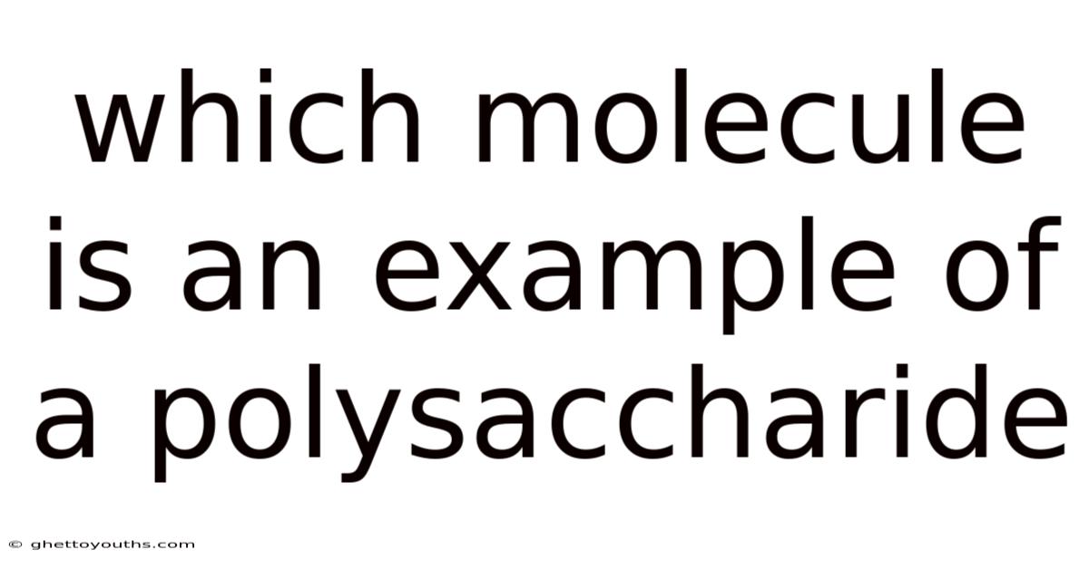 Which Molecule Is An Example Of A Polysaccharide
