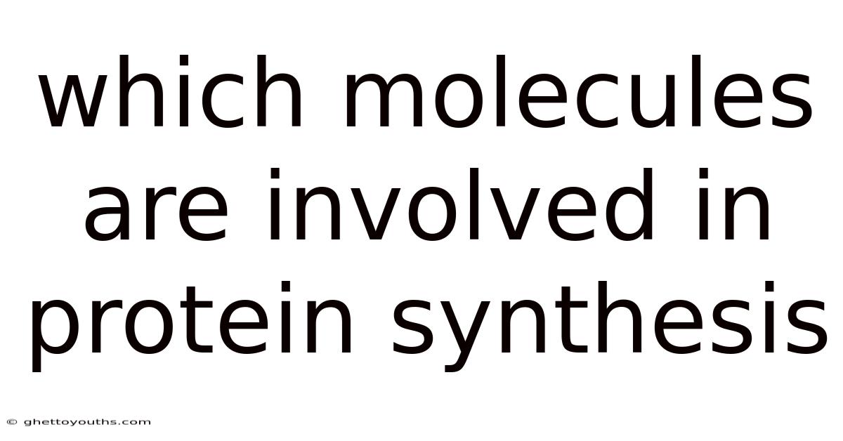 Which Molecules Are Involved In Protein Synthesis