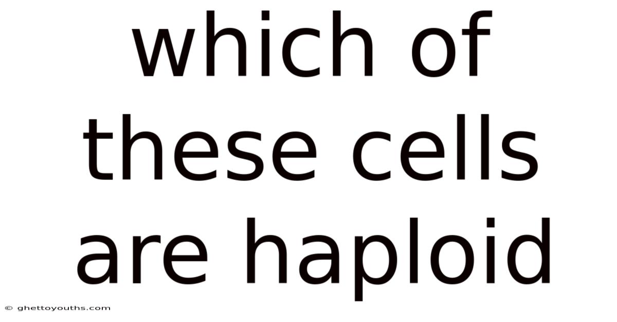 Which Of These Cells Are Haploid