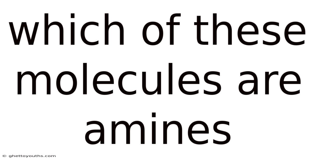 Which Of These Molecules Are Amines