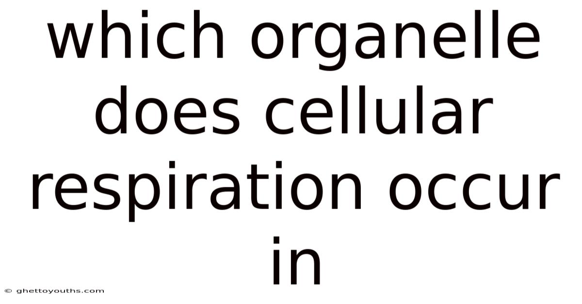 Which Organelle Does Cellular Respiration Occur In