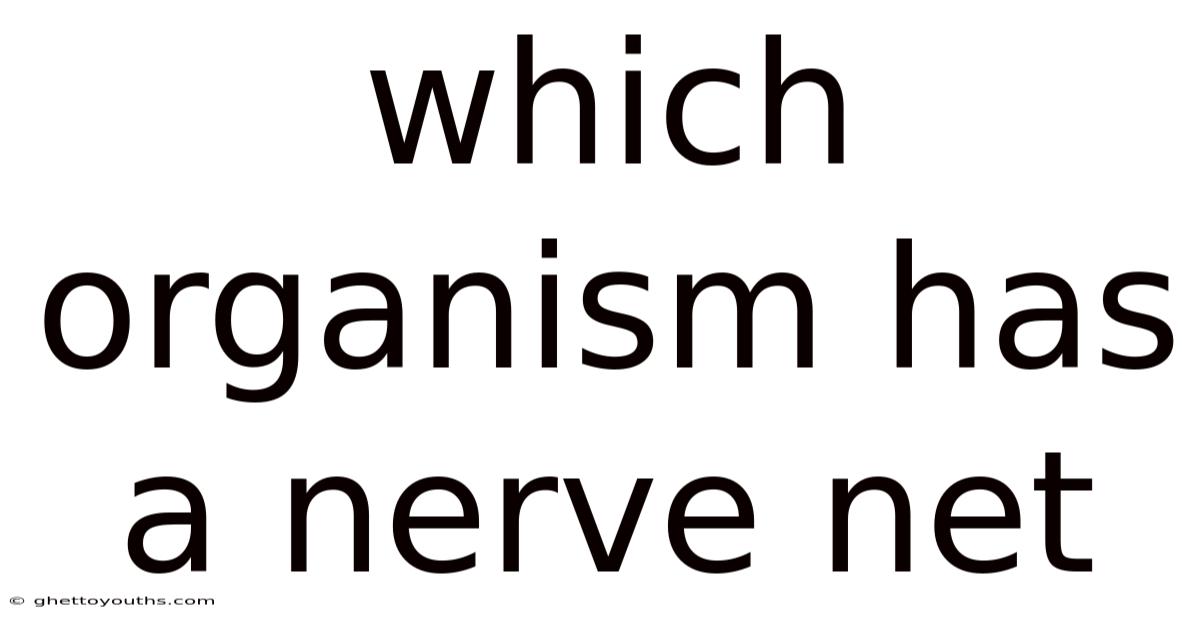 Which Organism Has A Nerve Net