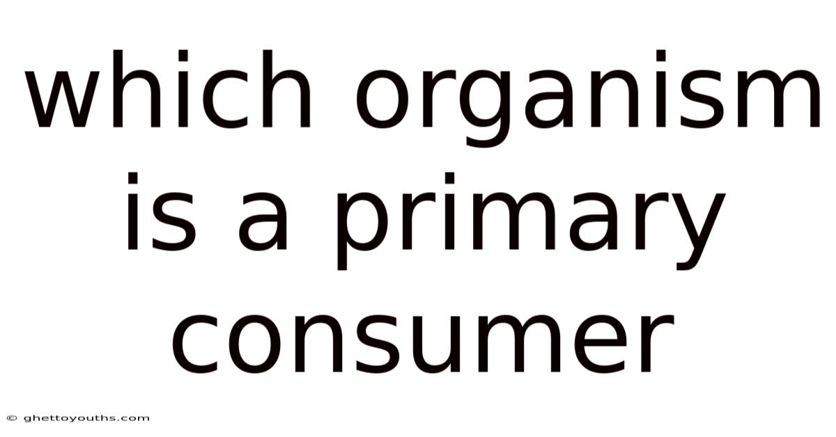 Which Organism Is A Primary Consumer