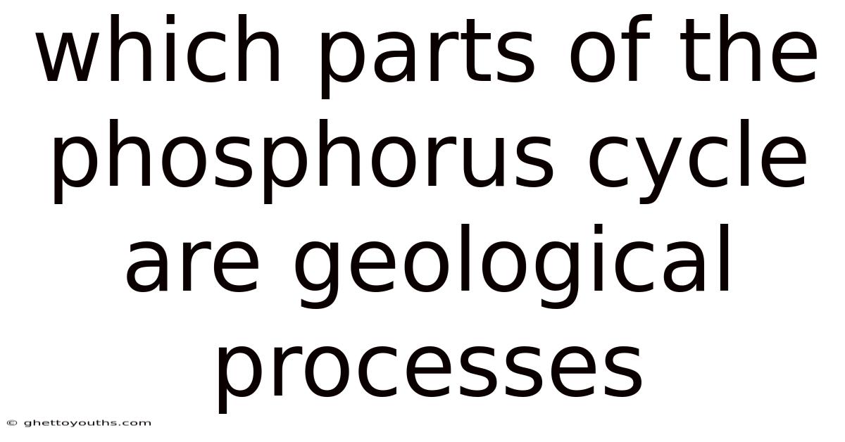 Which Parts Of The Phosphorus Cycle Are Geological Processes