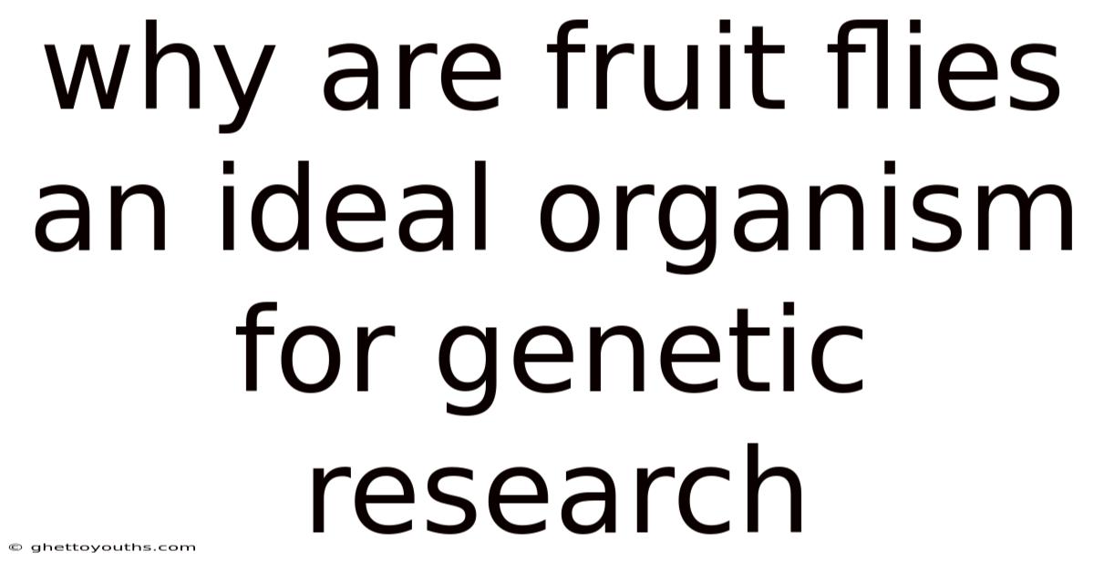 Why Are Fruit Flies An Ideal Organism For Genetic Research