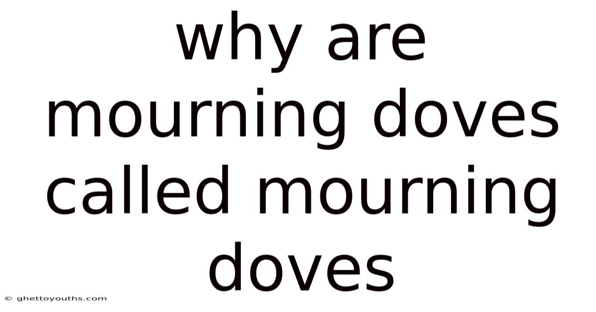 Why Are Mourning Doves Called Mourning Doves