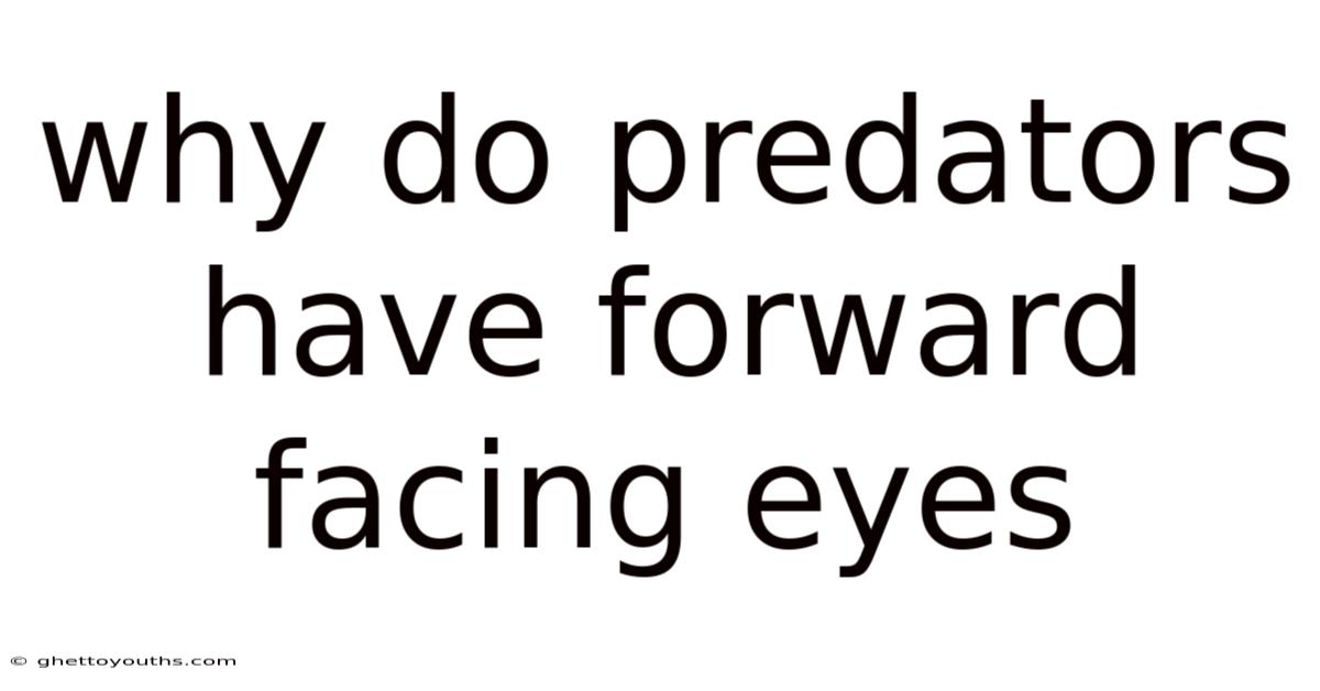 Why Do Predators Have Forward Facing Eyes