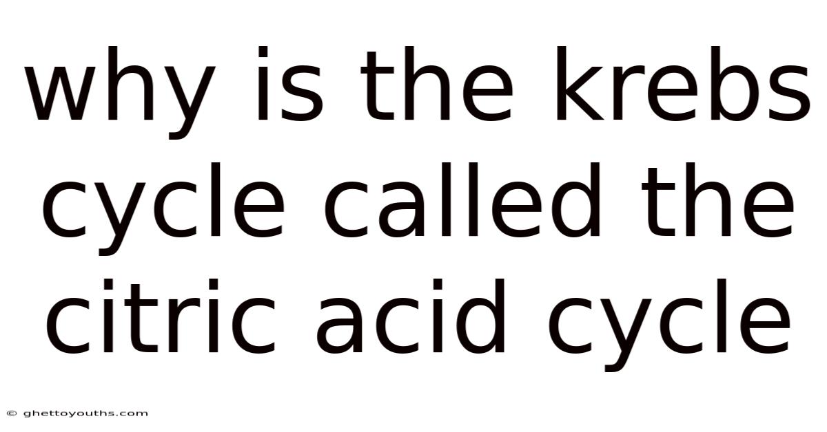 Why Is The Krebs Cycle Called The Citric Acid Cycle
