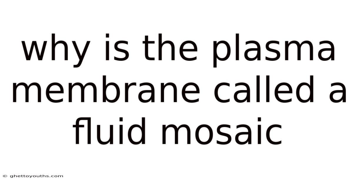 Why Is The Plasma Membrane Called A Fluid Mosaic