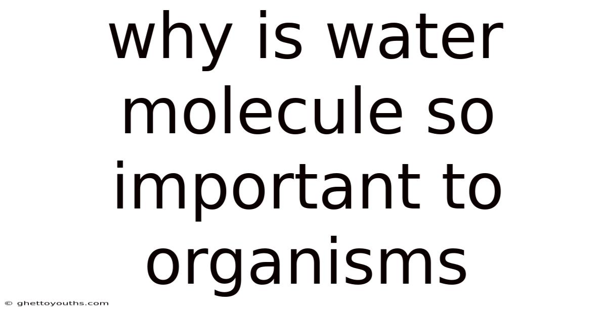 Why Is Water Molecule So Important To Organisms